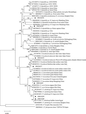 Molecular epidemiological investigation of piroplasms carried by pet cats and dogs in an animal hospital in Guiyang, China